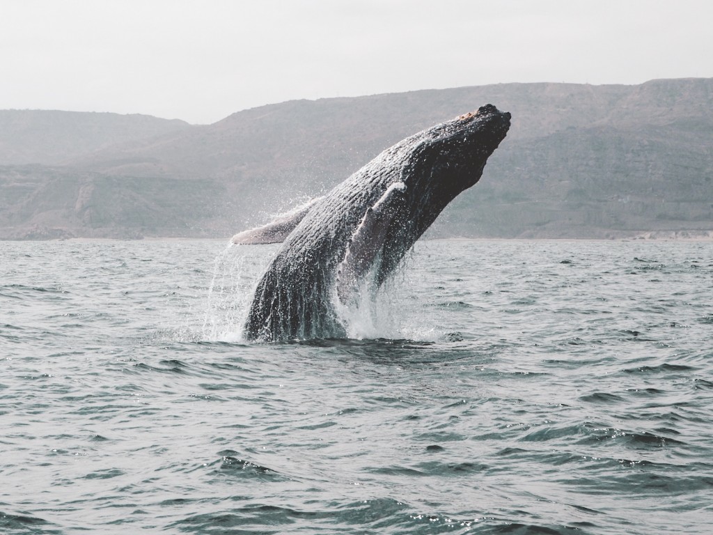 Mancora, Schildkröten und die Wale 27