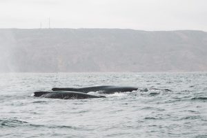 Mancora, Schildkröten und die Wale 36