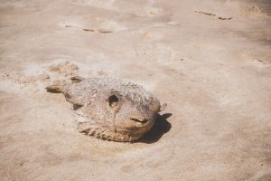 Mancora, Schildkröten und die Wale 14
