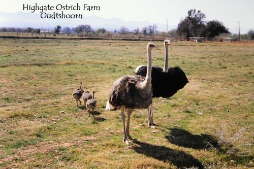 Ostrich Farm