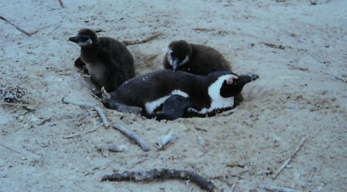 Boulders Penguin Colony