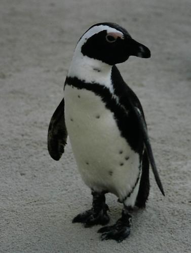 A Jackass Penguin