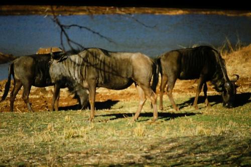 Pilanesberg National Park