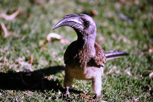 Yellow billed Hornbill