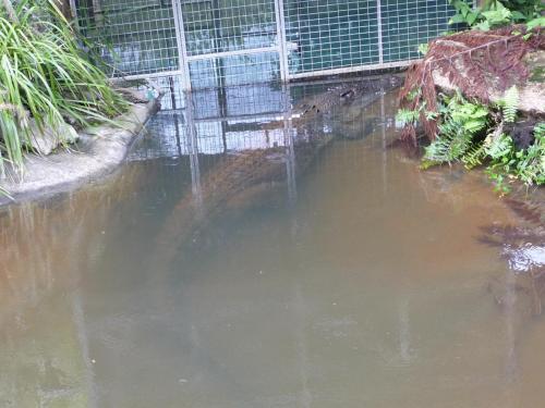 Zoo in Kuranda Aligator