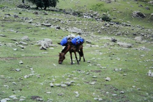 One of our pack horses