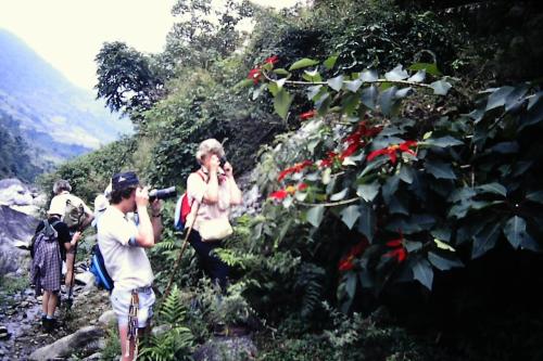 Poinsettia in the wild