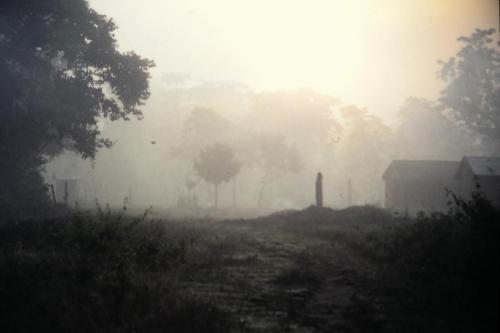 Dawn at Chitwan