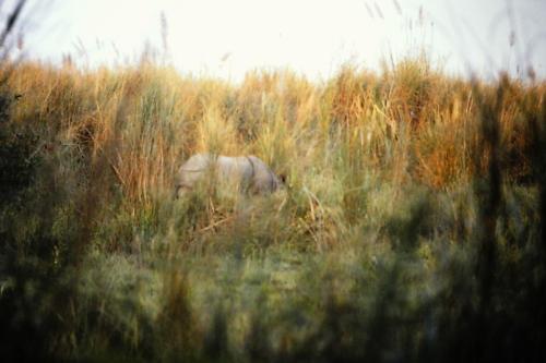 Rhino in the Elephant Grass
