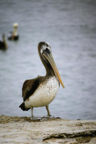 Pelican