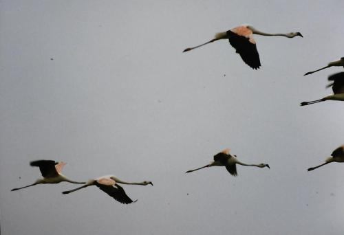 Flamingos