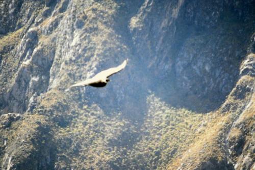 Condor in Flight