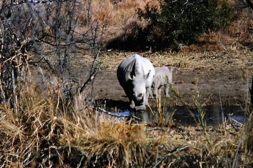 Rhino protecting her baby