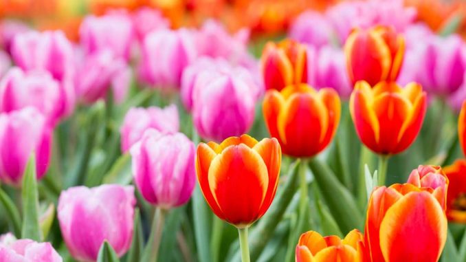 lente klaverjas triaz