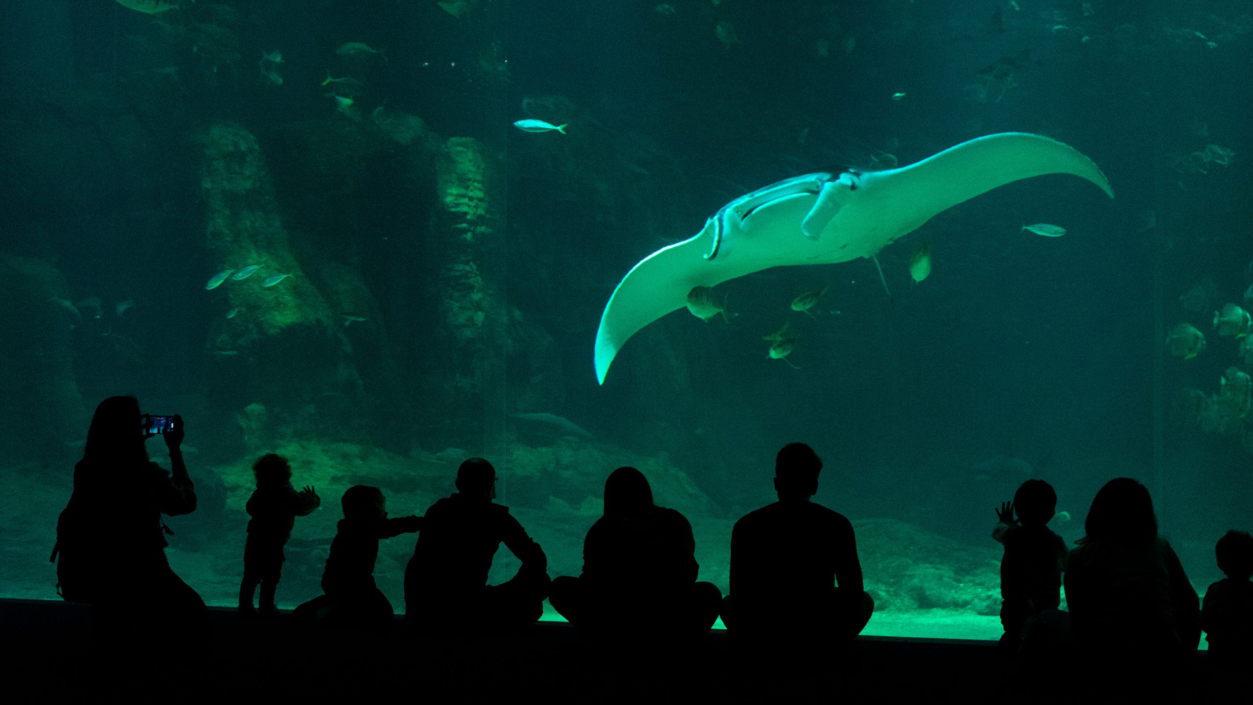 Nausicaa groot aquarium