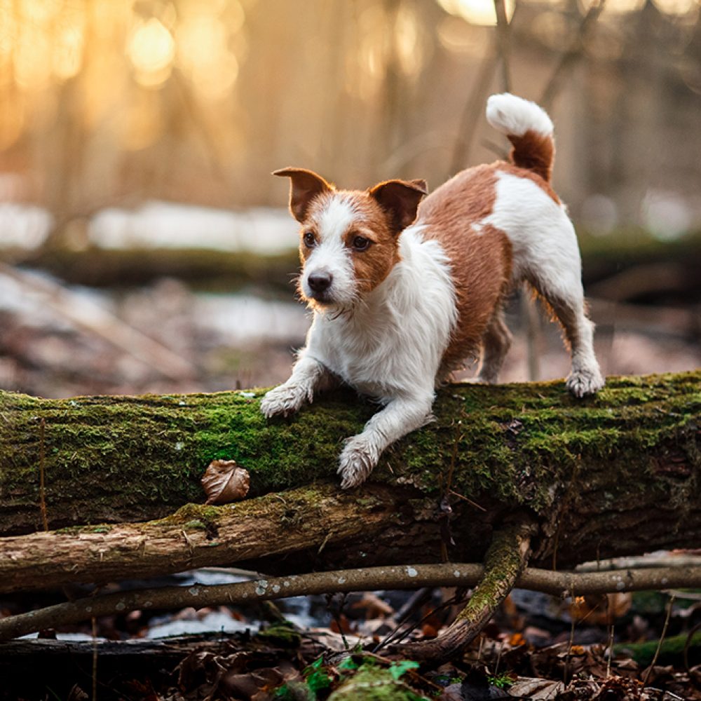 Hund på tur i skogen - Trondheim Hundehotell aktiviserer hunder som er på besøk