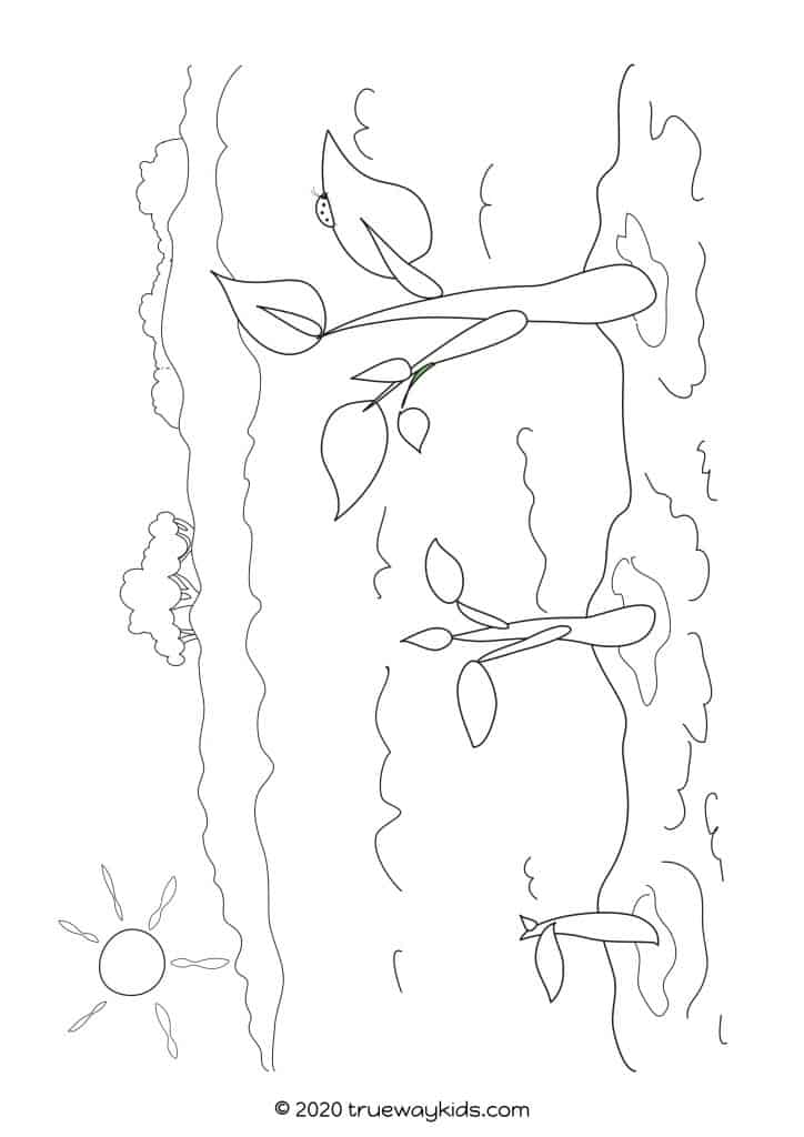 Parable Of The Mustard Seed Coloring Sheet