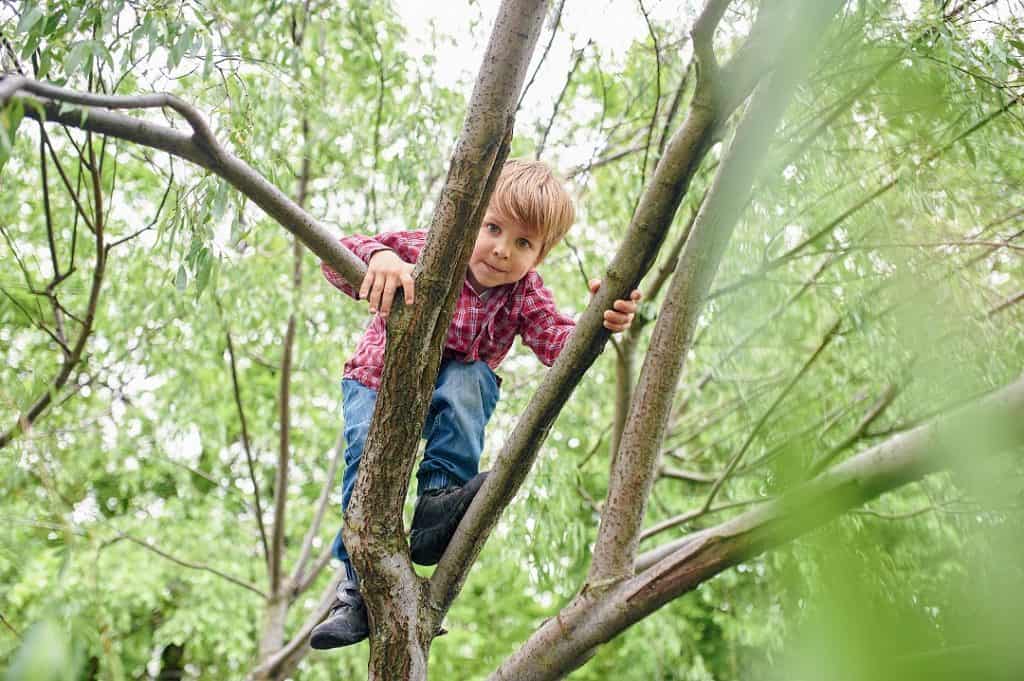 Can you climb a tree. Мальчик на дереве. Дерево для детей. Залезть на дерево. Карабкаться на дерево.