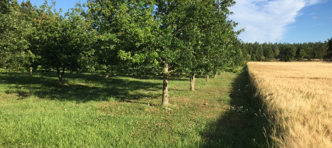 Sommarkurs på Gotland!