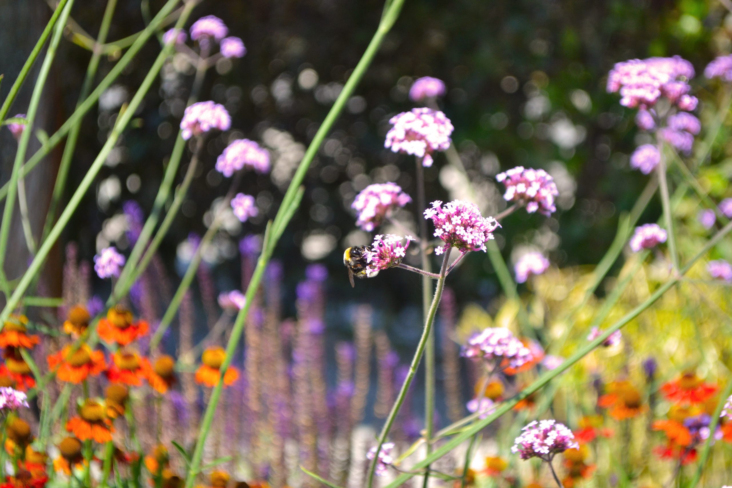 bloemen organische voortuin