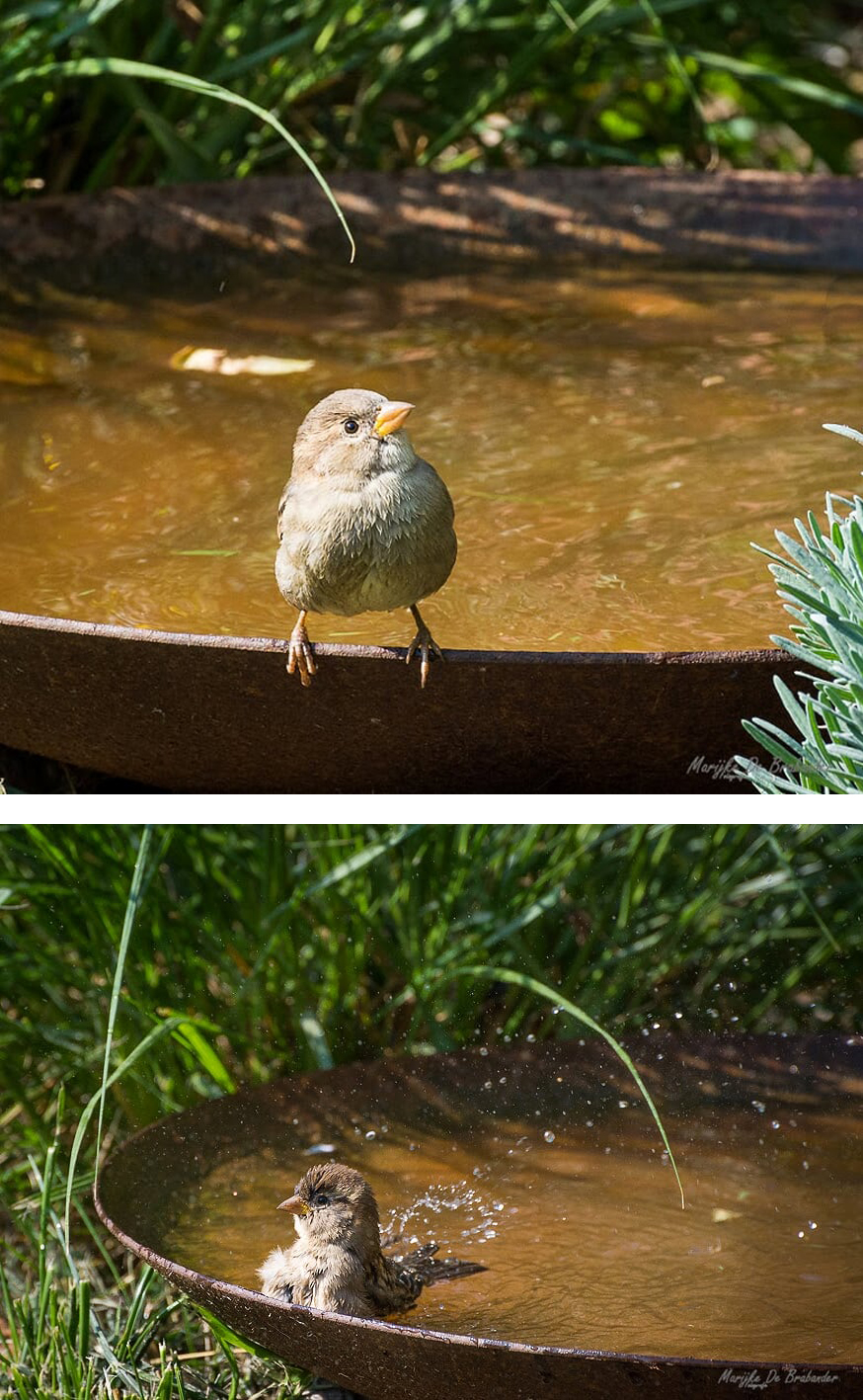 vogel in tuin