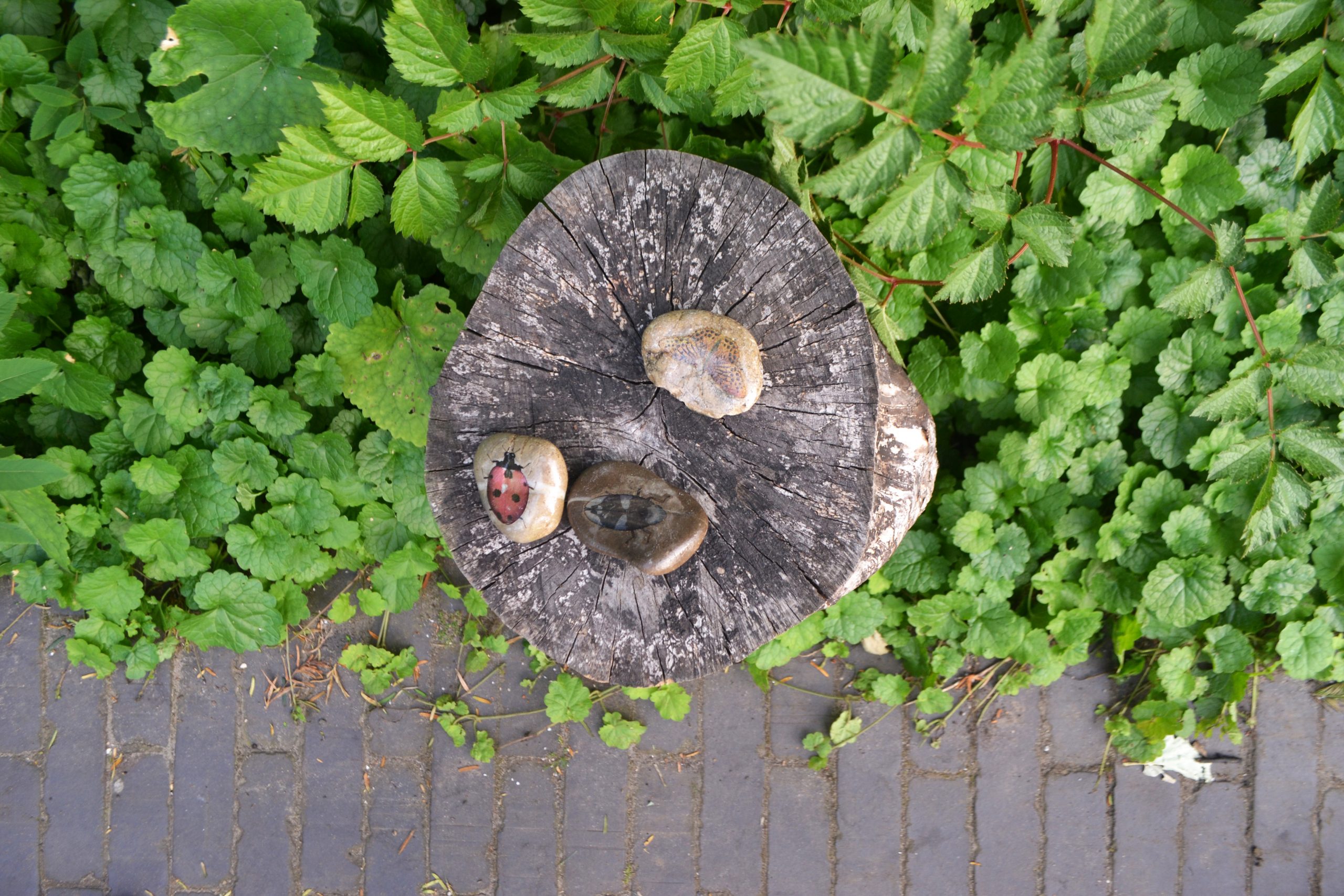 natuur- en daktuin | NIJLEN