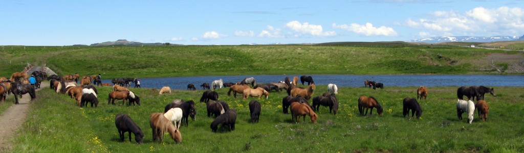 Reiten Auf Island Ostrup Turridning