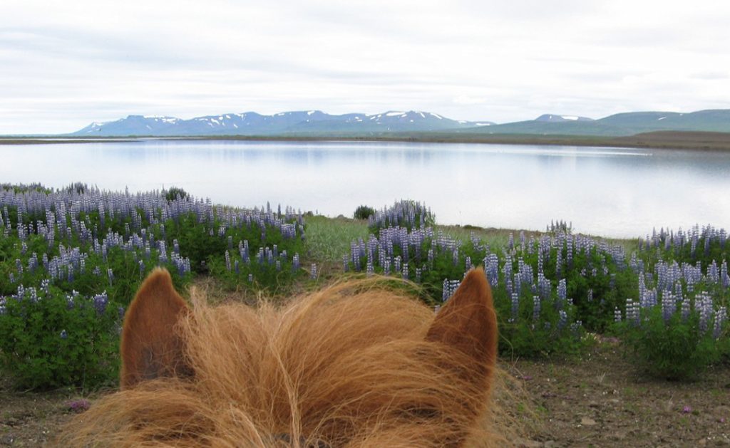 Ridning på Island med lupiner