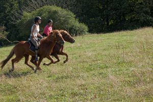 Hestene strækker ud på vej op af bakkerne.