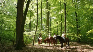 Einen ruhigen Moment im Fruhling grunen Wald.