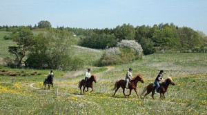 Speed in the spring landscape ...