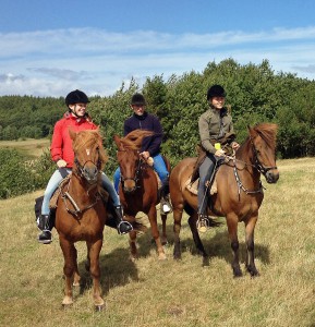 The horses are ready and have the strength for the long tours.