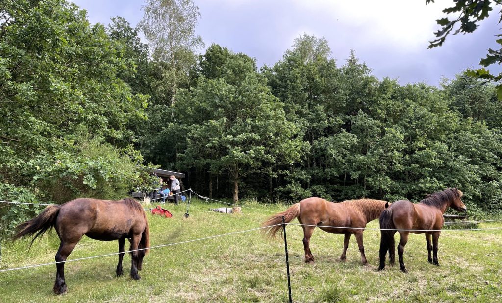 Hestene på fold ved shelter i skoven