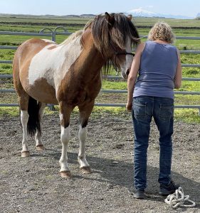 Skrúður frá Hömluholti