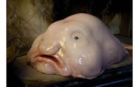 blobfish