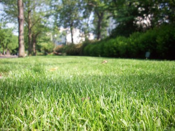 Kan uitvaart in eigen tuin