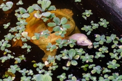 chinesische-Weichschildkroete_Albino_terra22-30