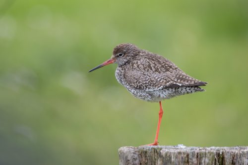 Vogelfotografie