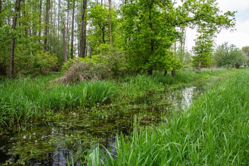 Dümmer Meer