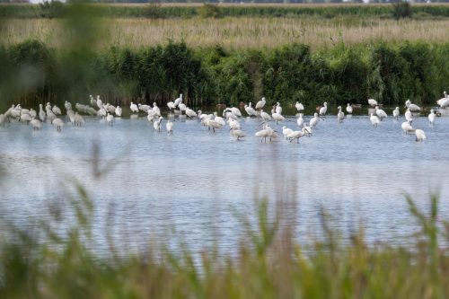 Greetsiel