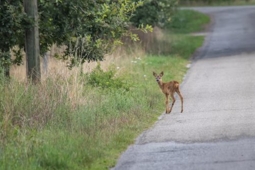 Dingdener Heide