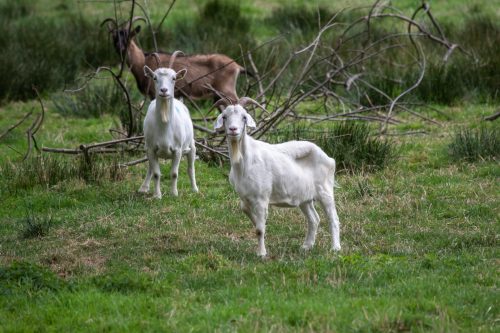 Dingdener Heide