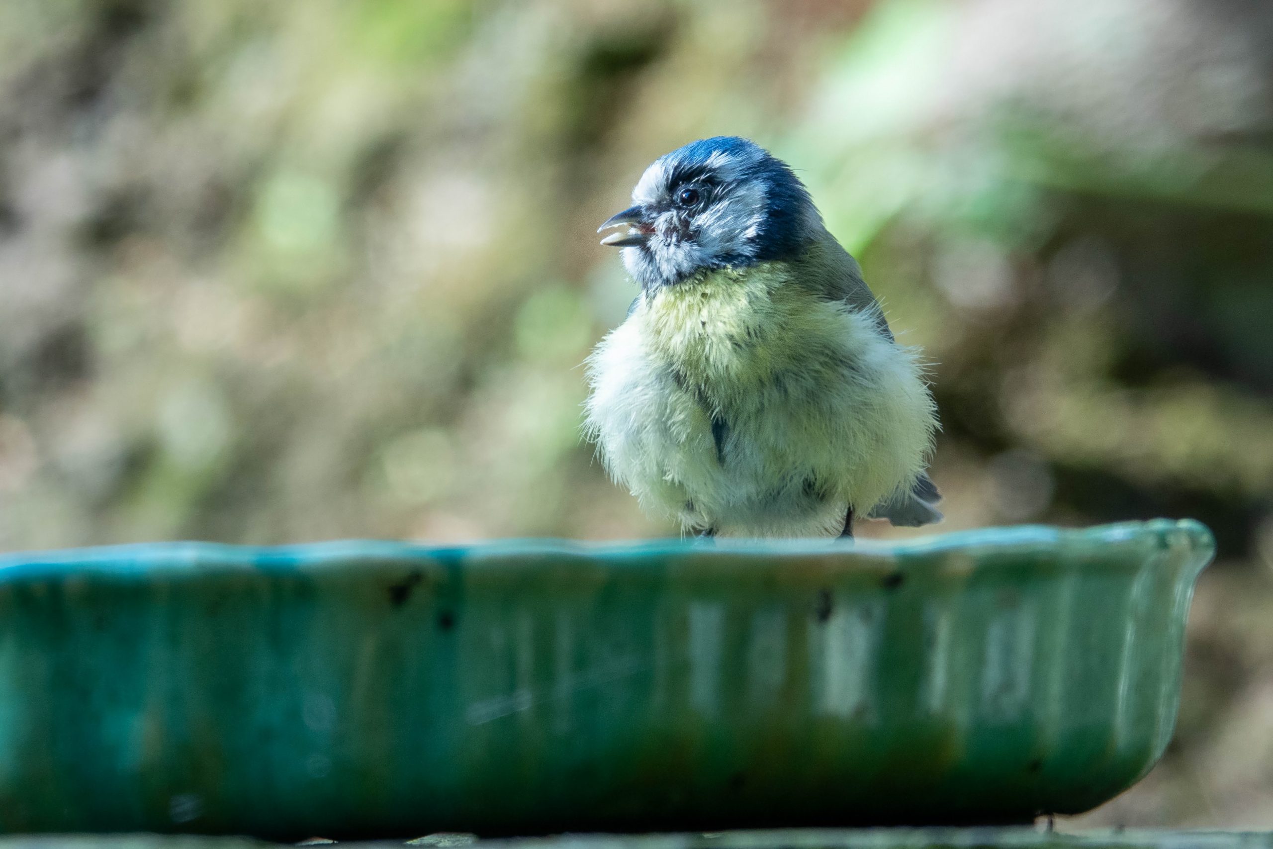 Blaumeise