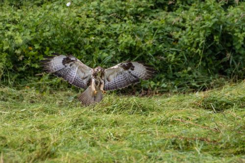 Mäusebussard