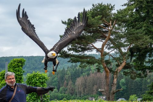 Weißkopfseeadler