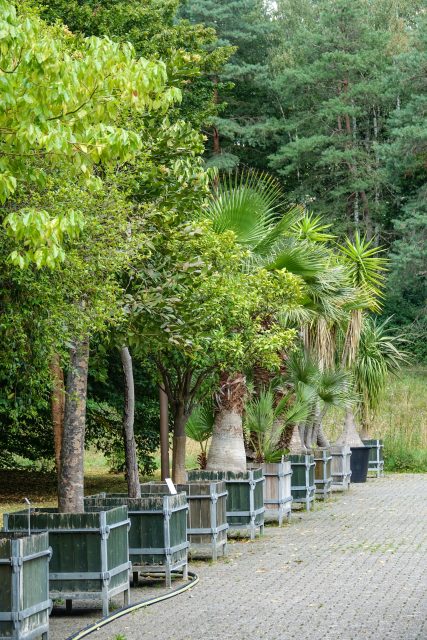 Der Botanischer Garten