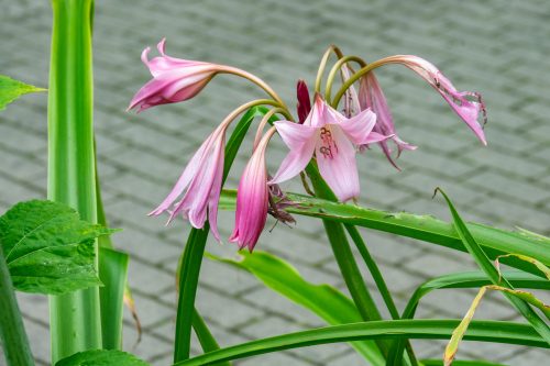 Der Botanischer Garten