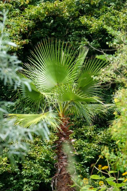 Der Botanischer Garten