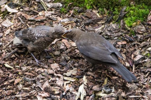 Jungvogel