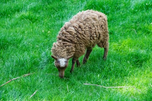 Erft - Studde Schaf